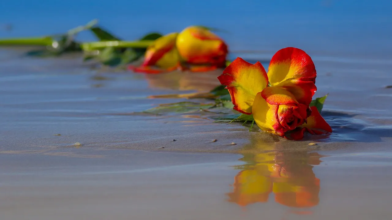rose-2335203_1280.jpg