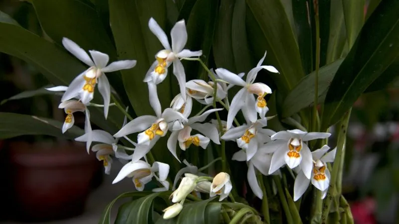 orquideas.jpg