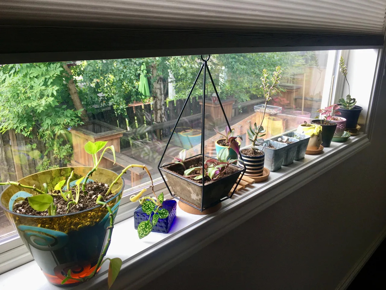 Plants 2.JPG