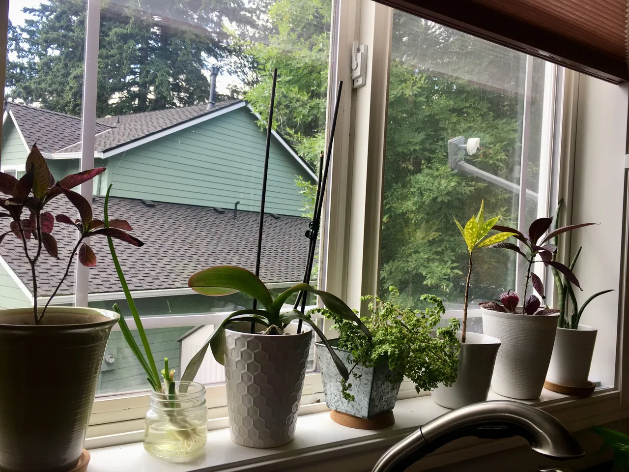 Plants 1.JPG