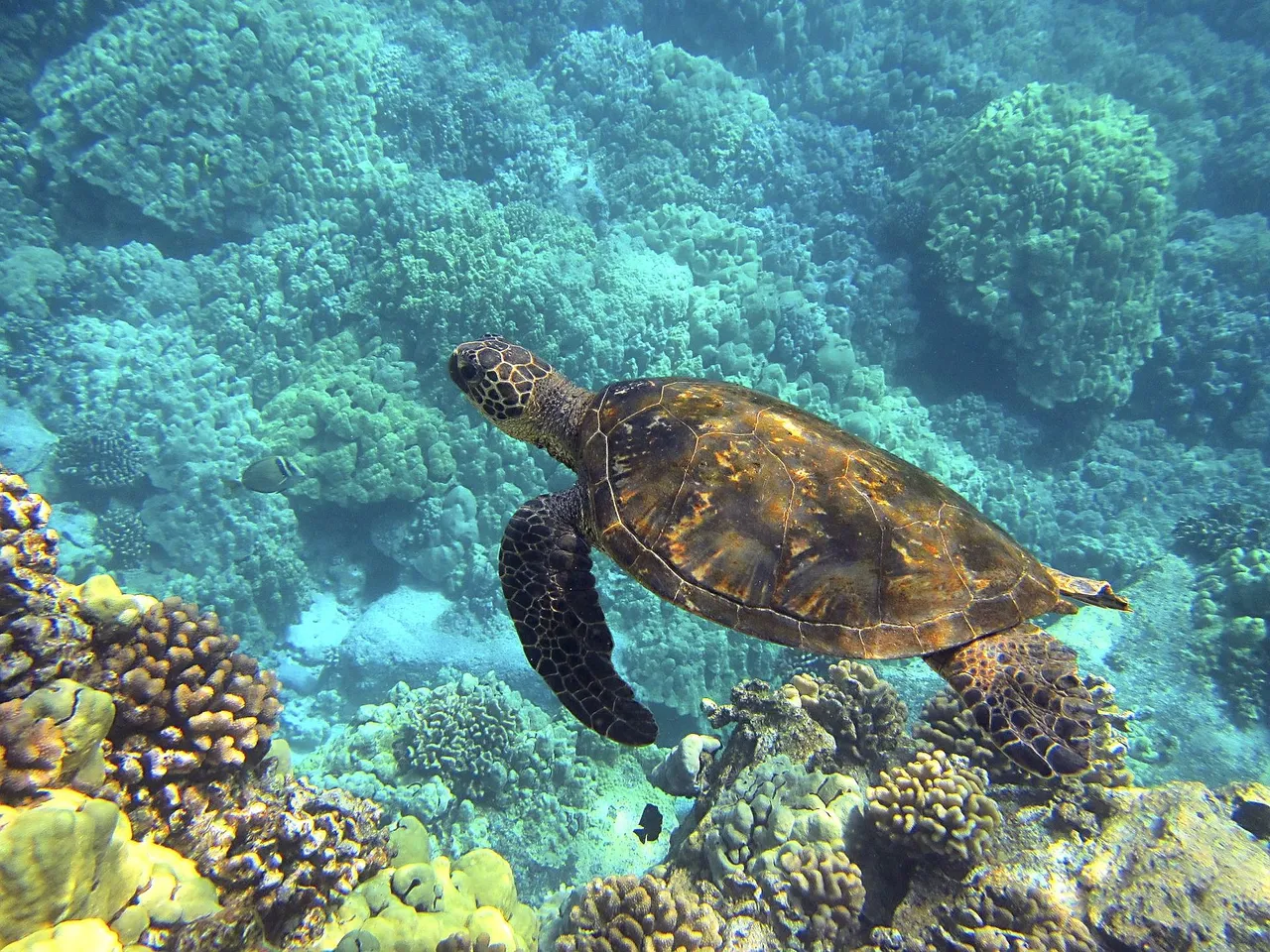sea-turtle-g5d904d887_1920.jpg