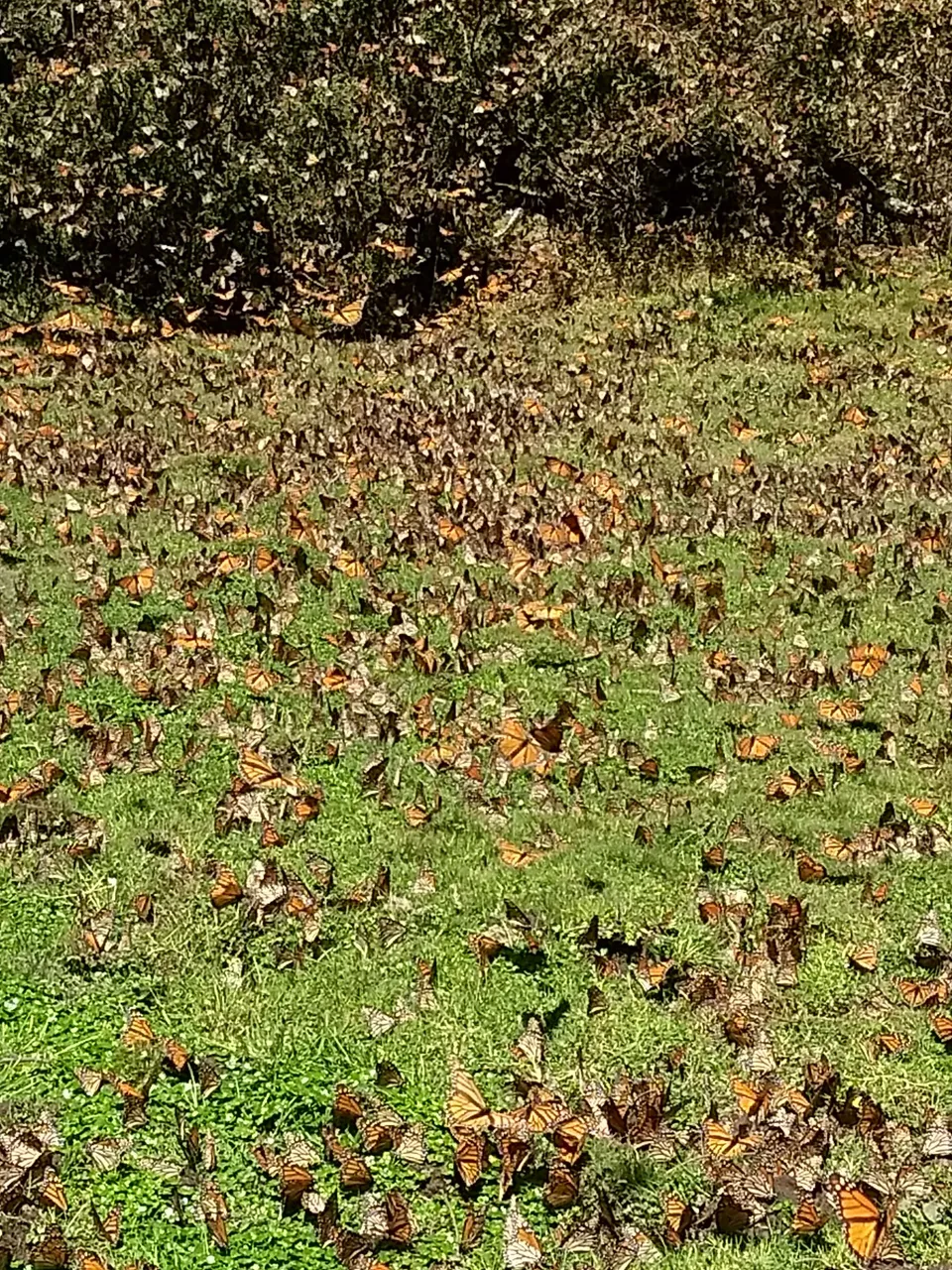 IMG_20180310_125501650.jpg