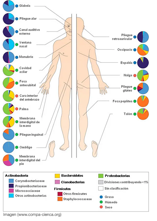 esp-mcutanea.jpg