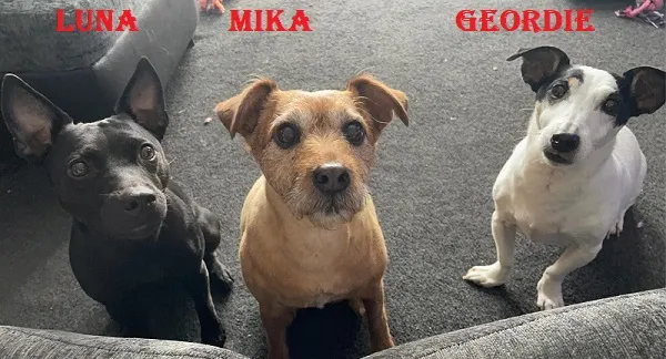 My Pups 2.jpg
