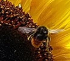 Bee in flight.jpg