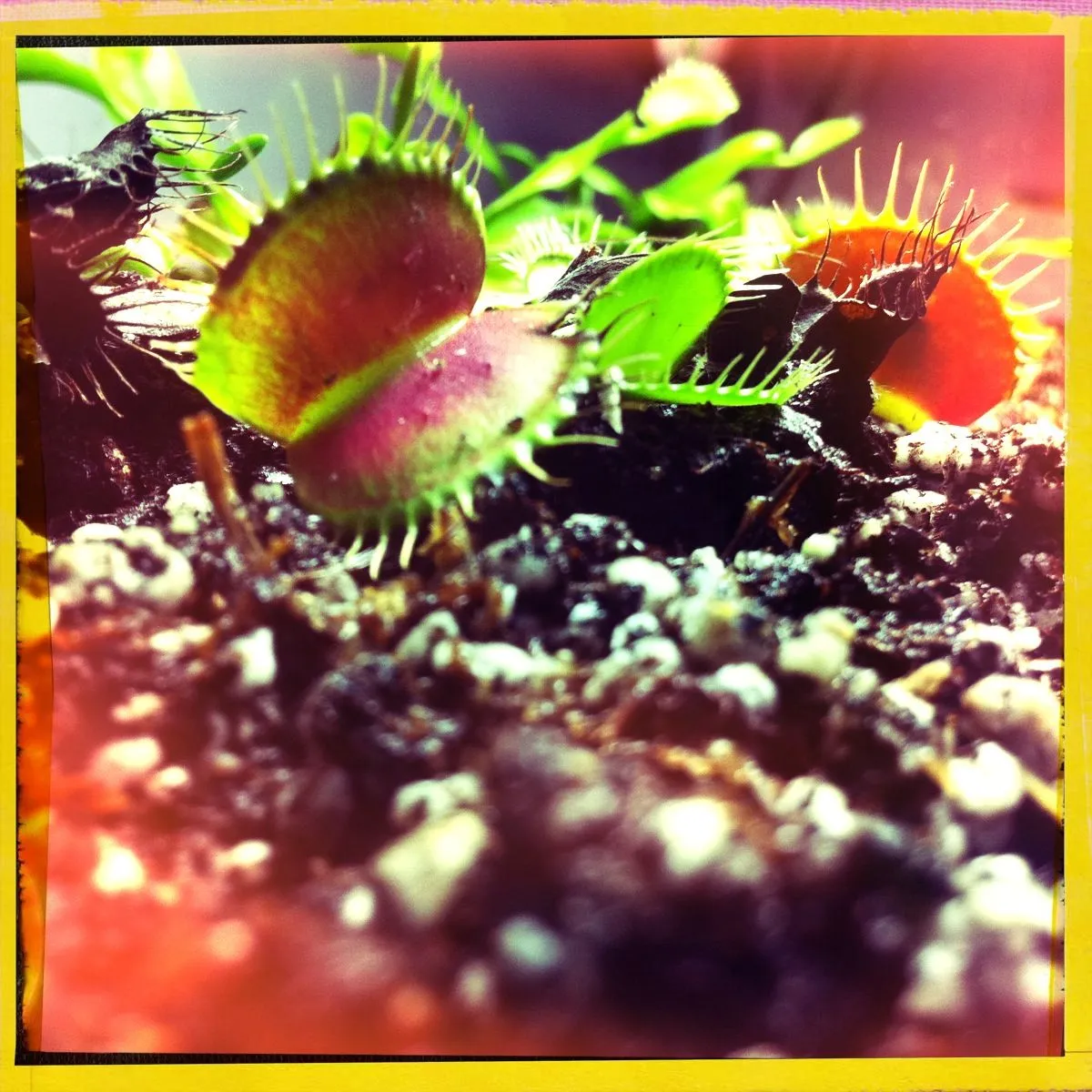 venusflytrap.jpg