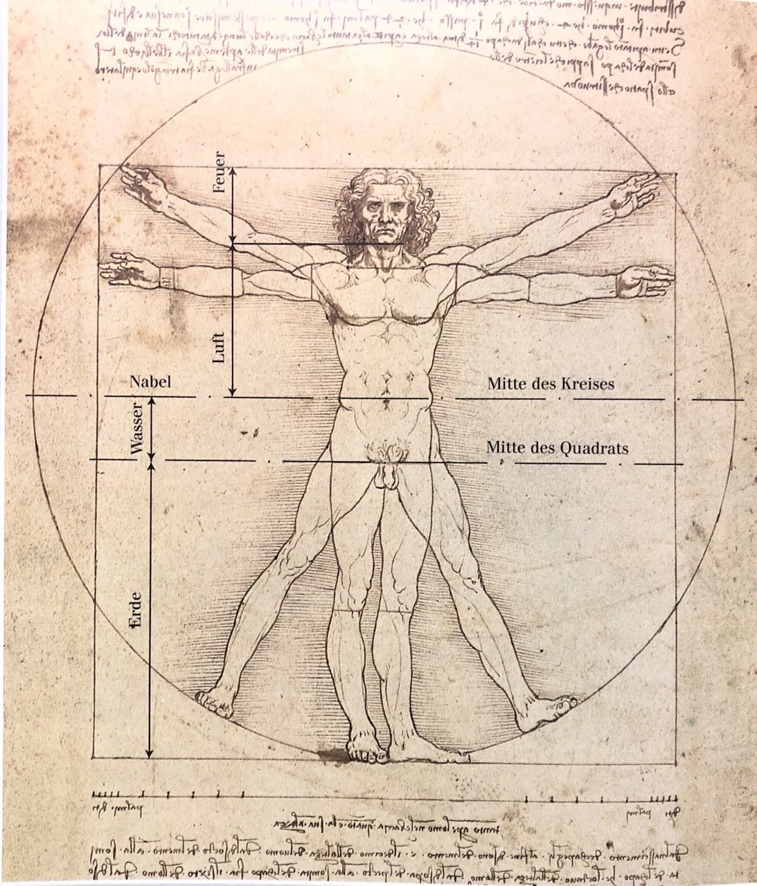 Leonardo da Vinci, der vitruvianische Mensch mit Maßen von Horst Heigl