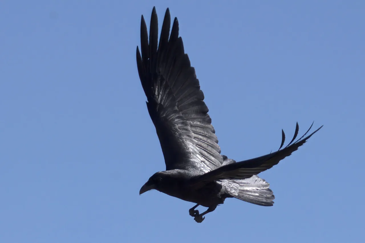 K-Crow-585-2021-03-27-Crop.jpg