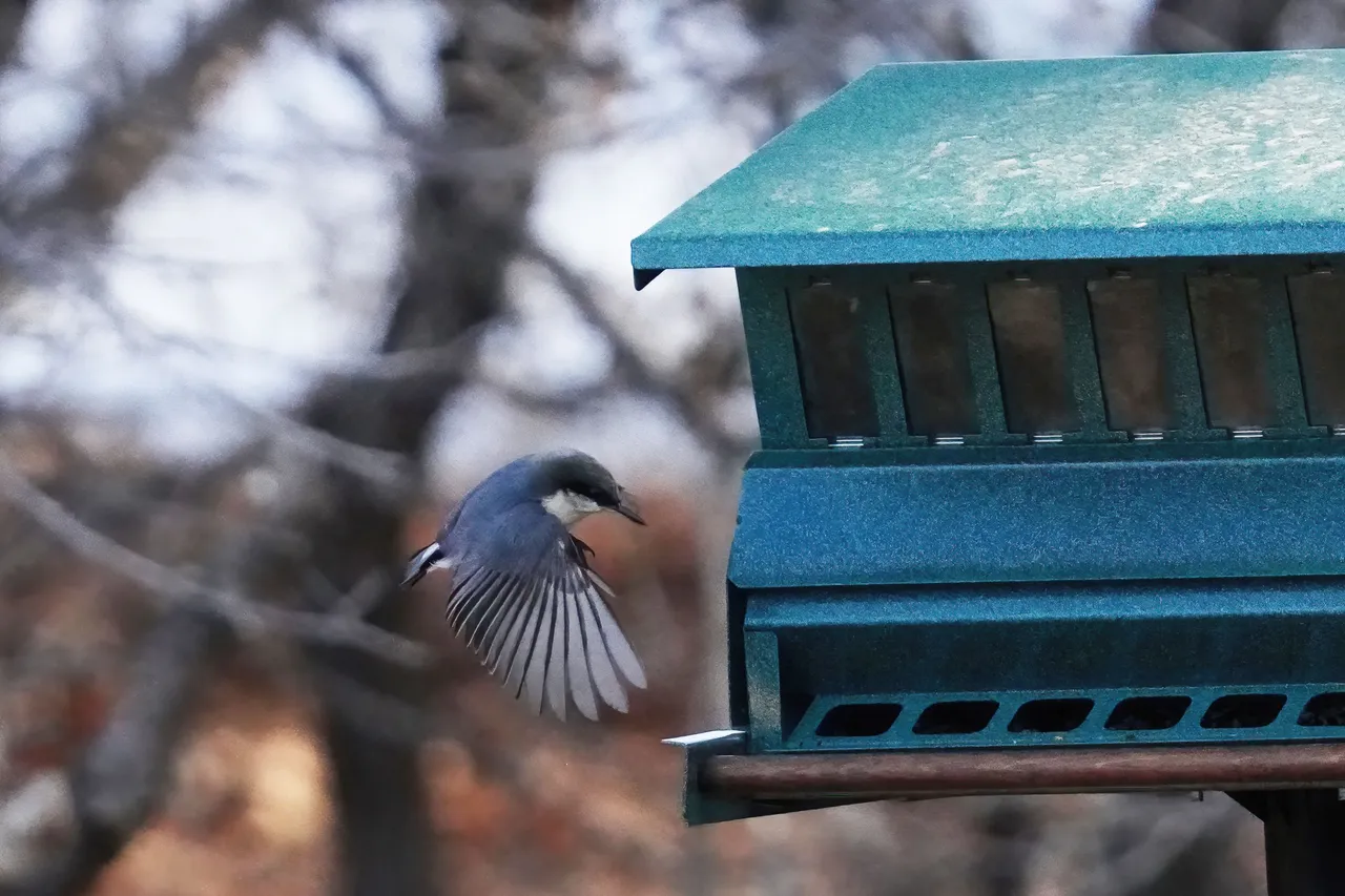 K-Nuthatch-531-2021-03-21-crop.jpg