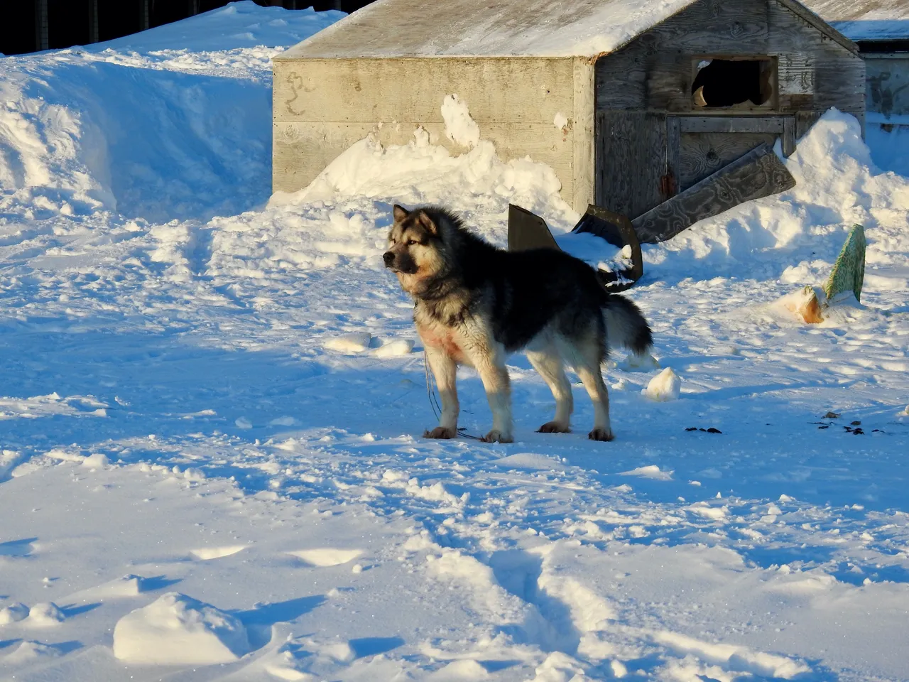 I call him Grumpy Gus, 'cause he always barks at me when I say "hello."