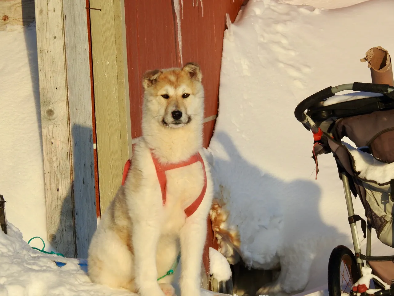 With a cute pink harness like that I think we have a future puller.