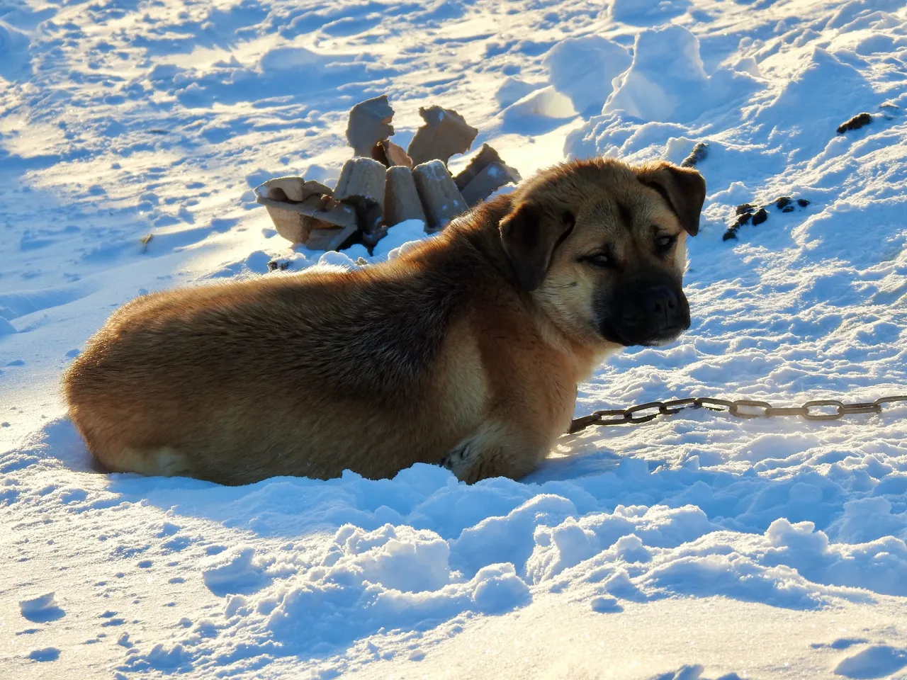 Younger pup with adorable ears