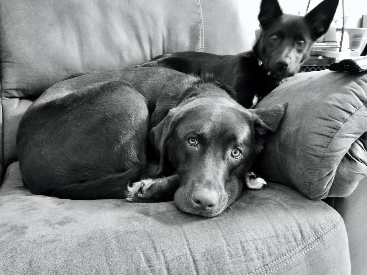 Mom was in Iqaluit for a meeting, so Millie and Shadow were extra cuddly