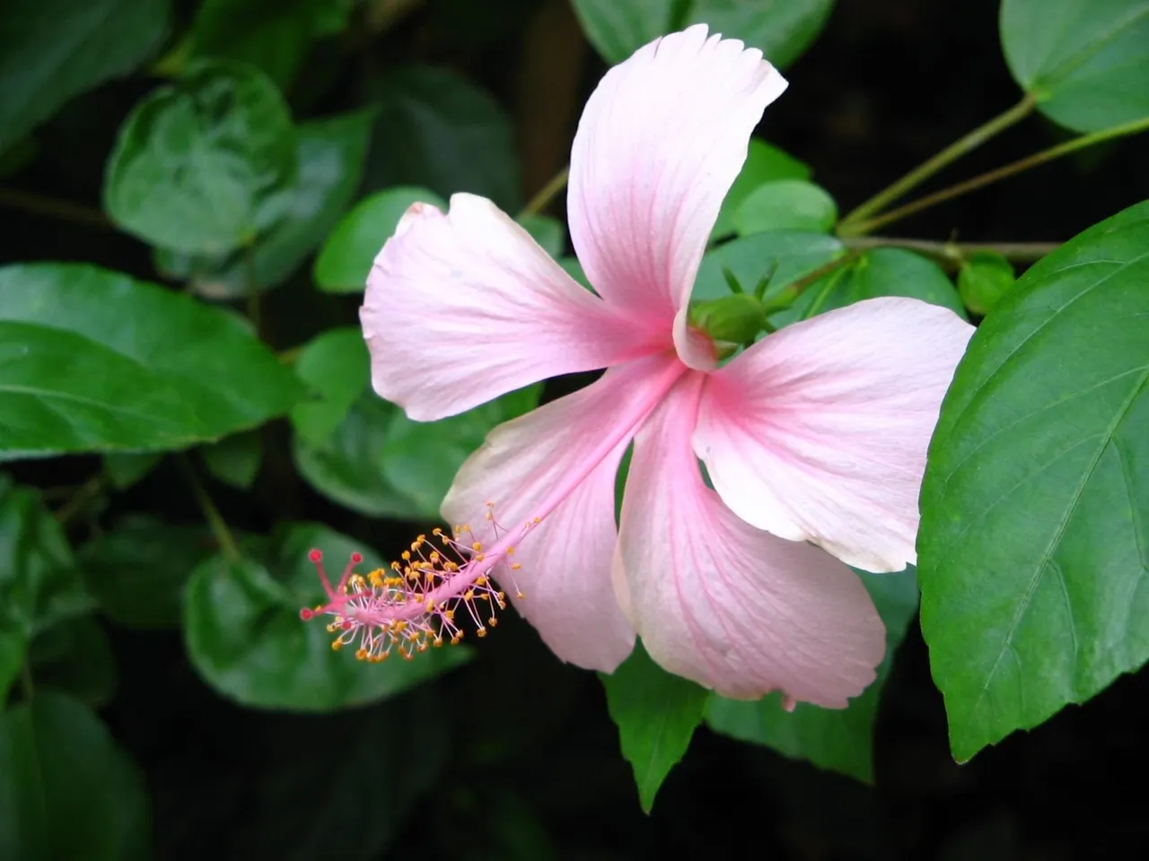 flower.jpeg