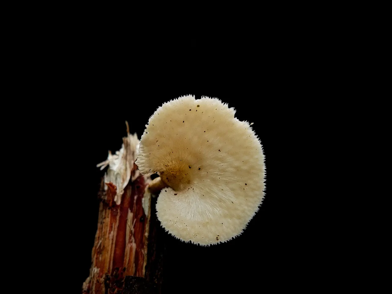 1703247820705.jpg