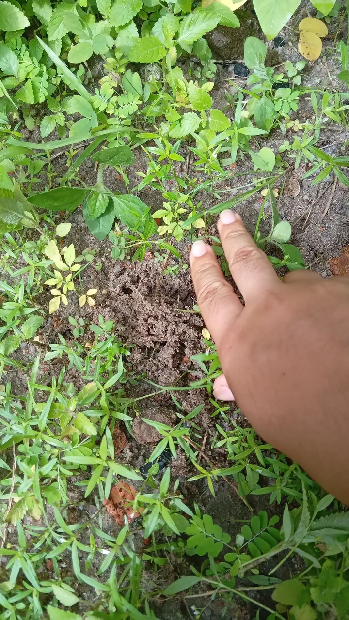 20250624_093837.jpg