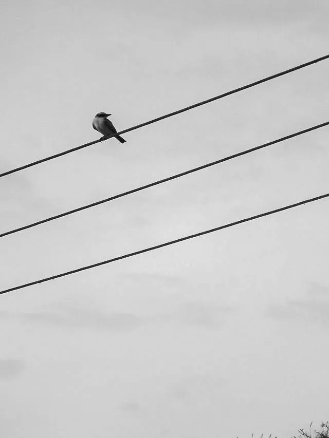 birds - B&W-9.jpg