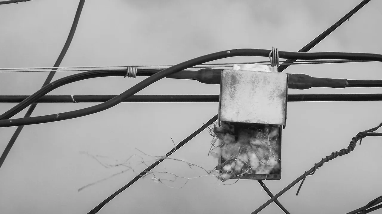 birds - B&W-11.jpg