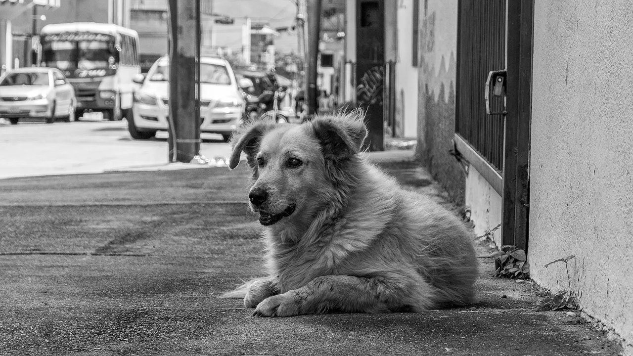 Dogs - B&W-1.jpg