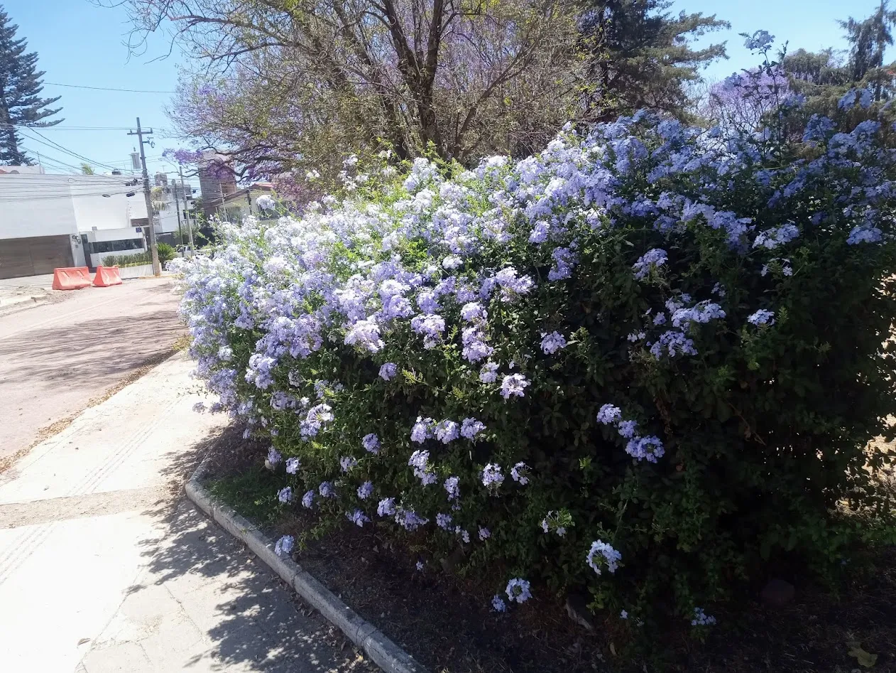 IMG_20250405_132151_172.jpg
