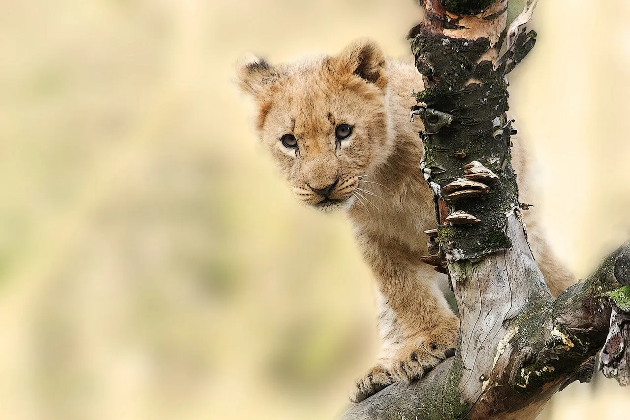lion-565820_1920 (1).jpg