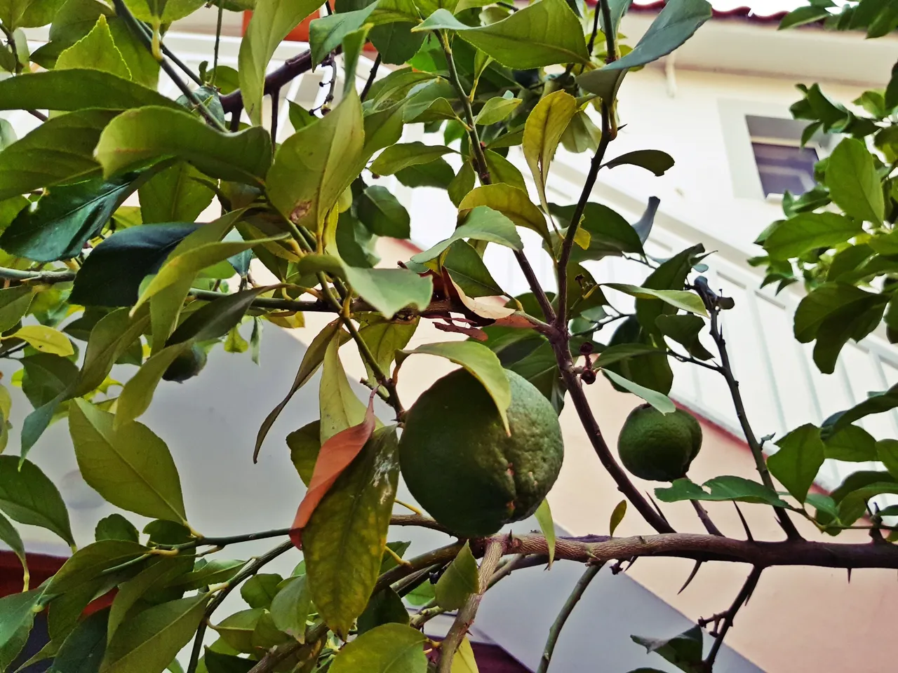 20180726_200414.jpg