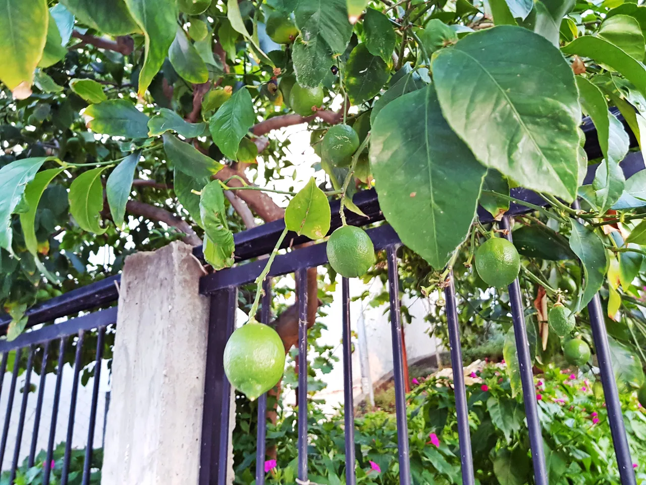 20180726_200241.jpg