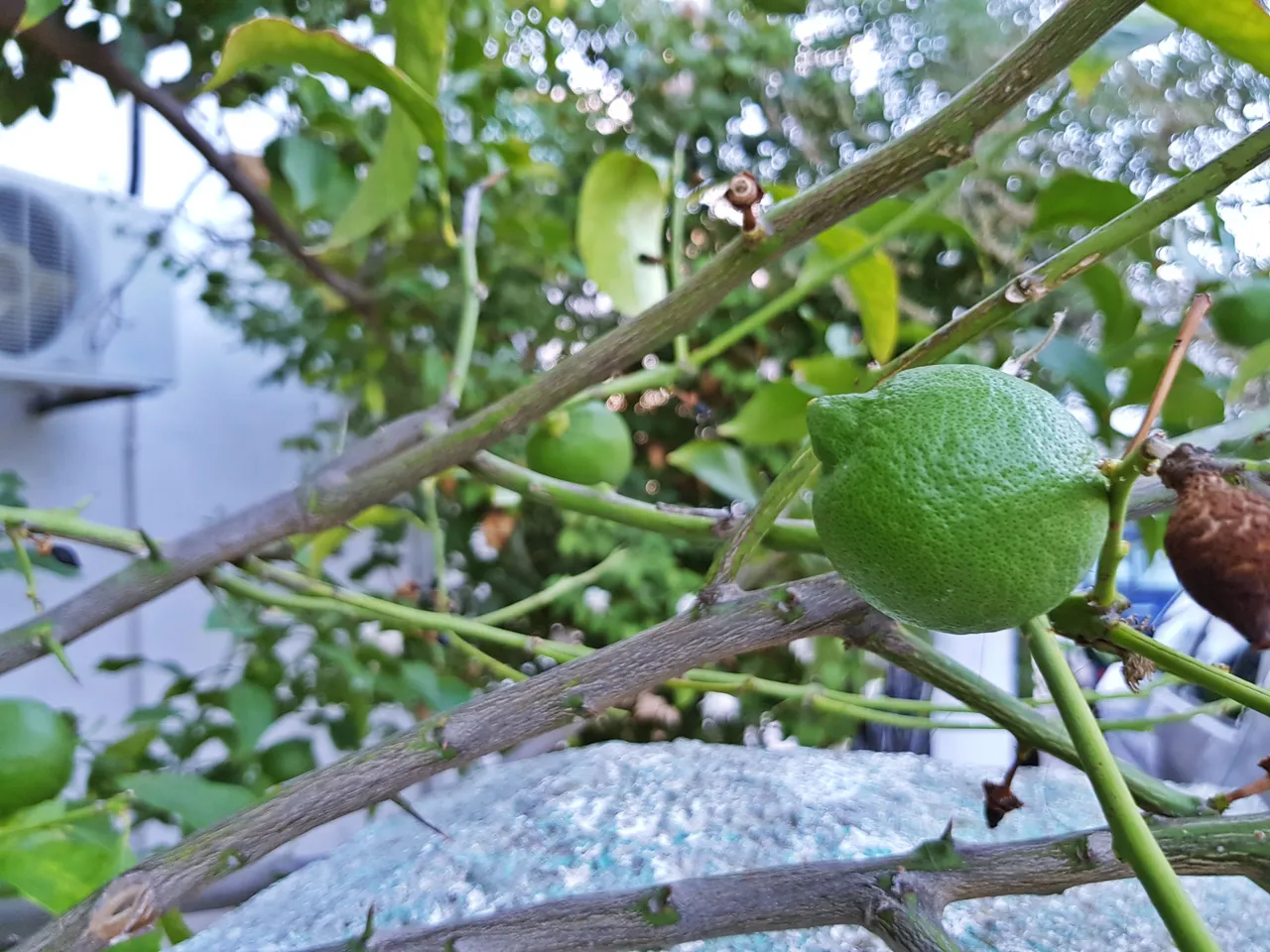 20180726_200207.jpg