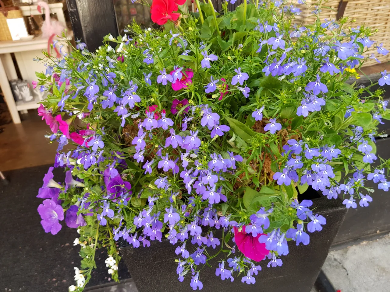 20180512_122616.jpg
