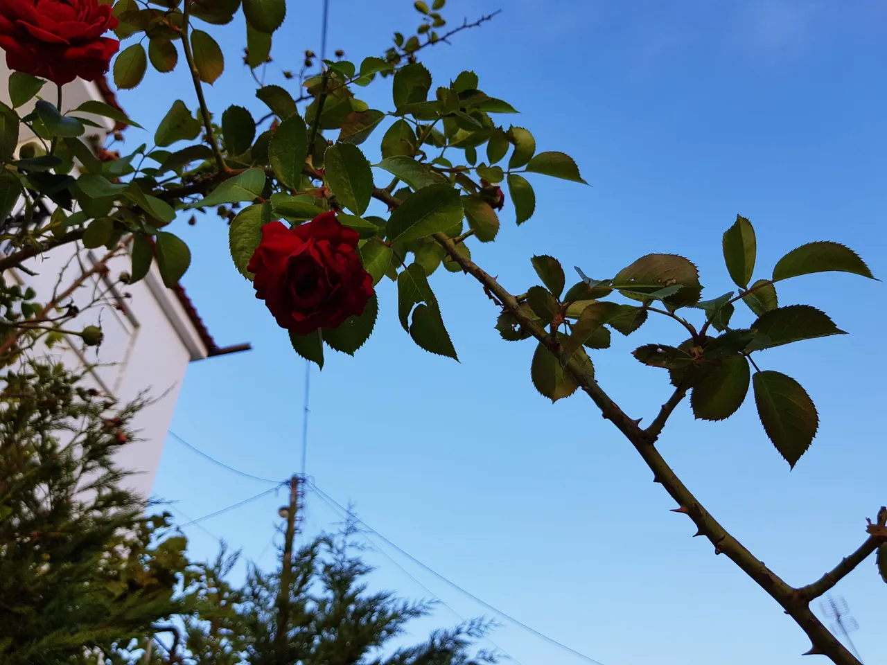 20180726_201244.jpg