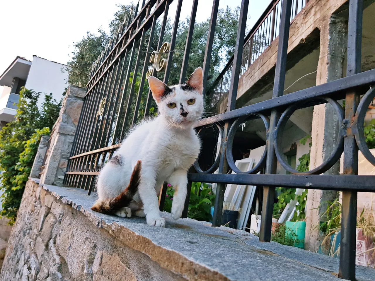 20180726_201112.jpg