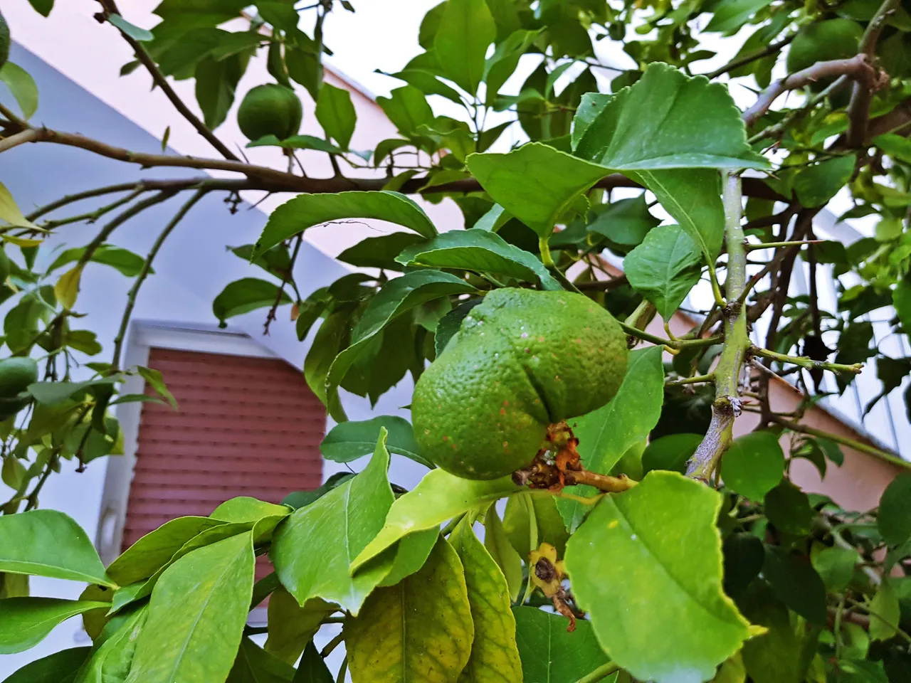 20180726_200411.jpg