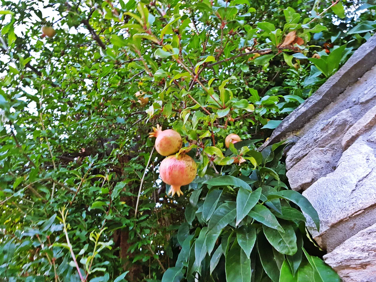 20180726_201052.jpg