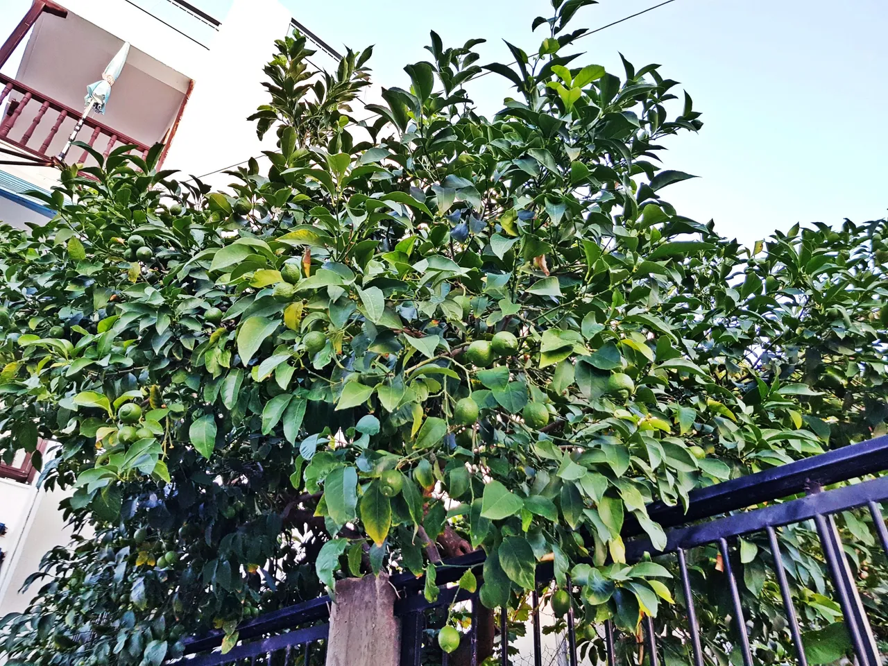 20180726_200236.jpg