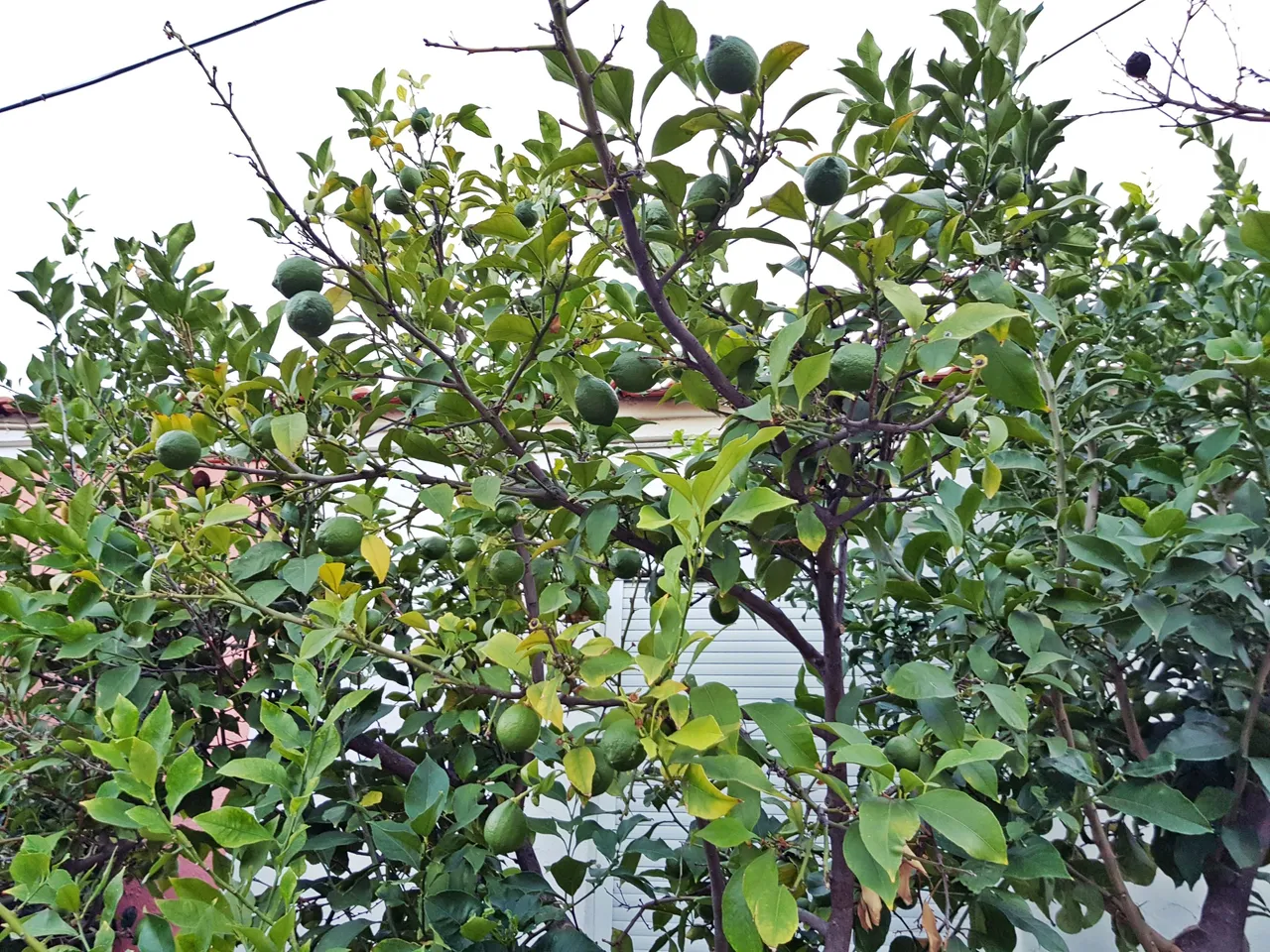 20180726_200153.jpg