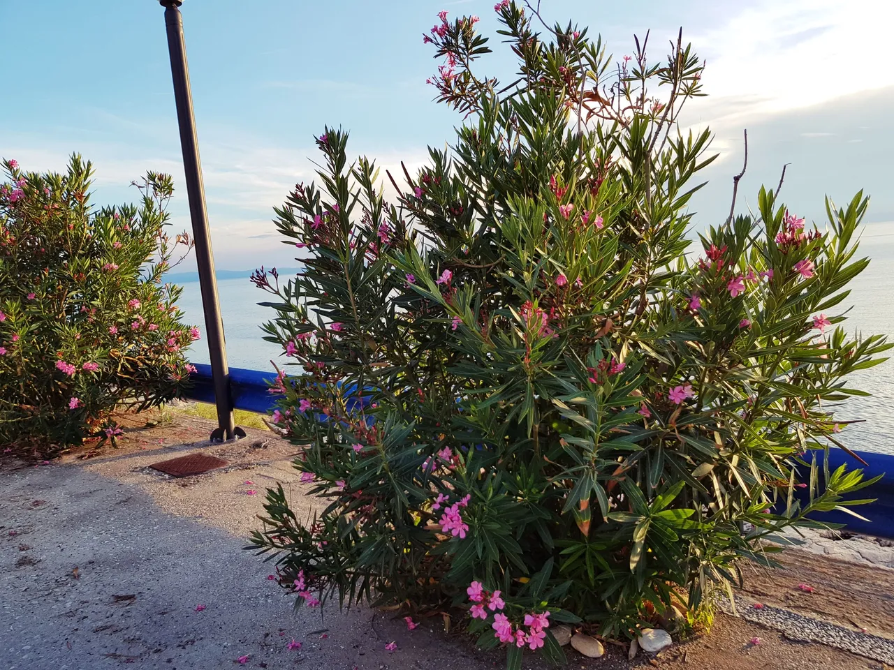20180726_195546.jpg