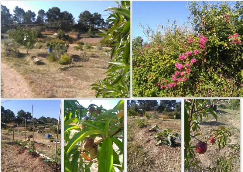 Garten 1.jpg