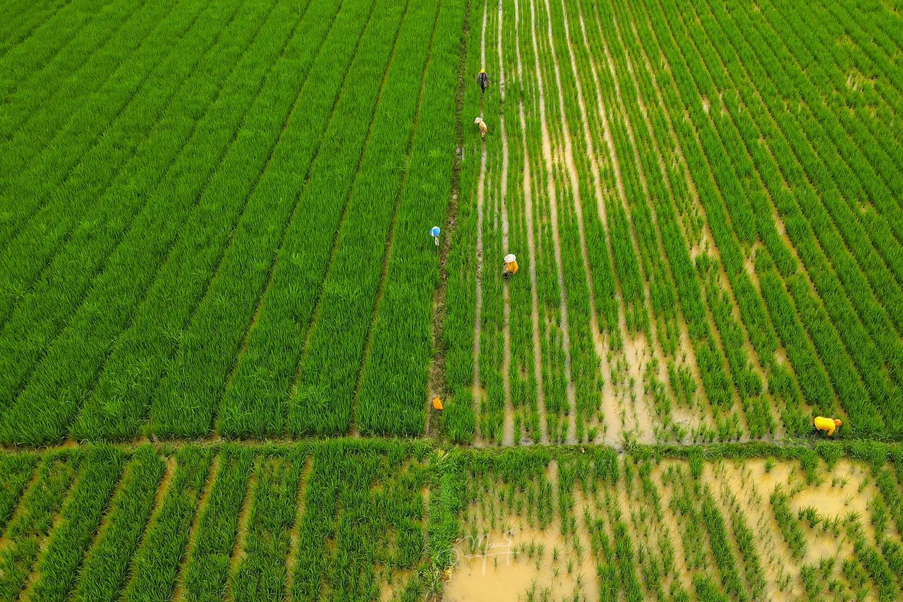 DJI_0186.JPG