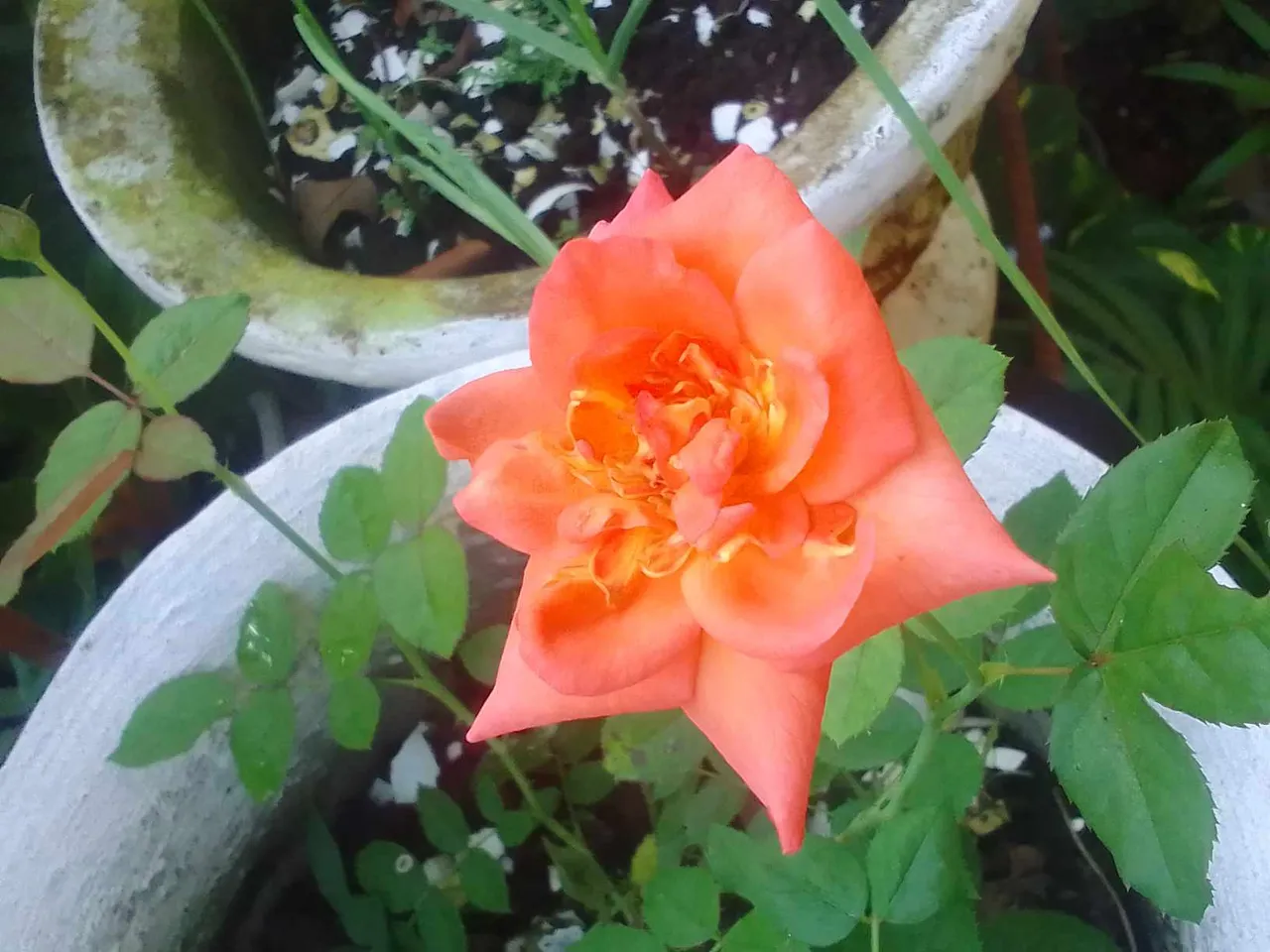 received_1257596848276068.jpeg