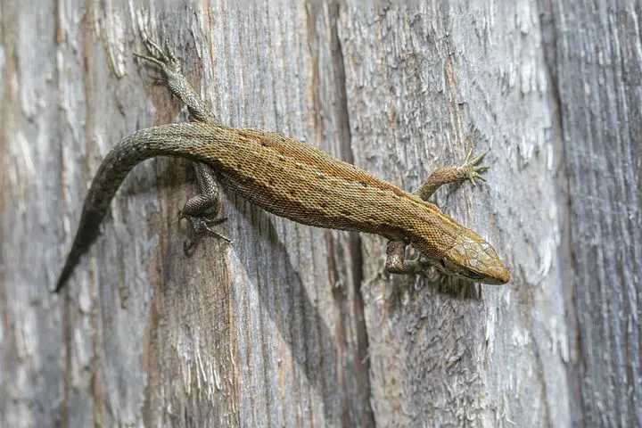 reptile-5424317__480.jpg