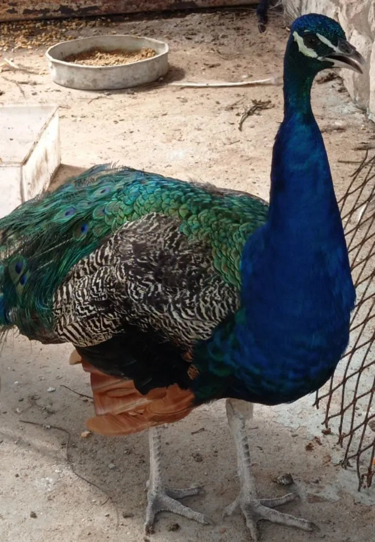 Pavo Real.jpg