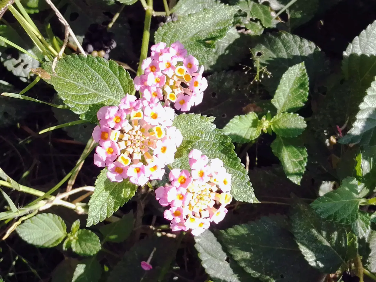 IMG_20231008_081232.jpg