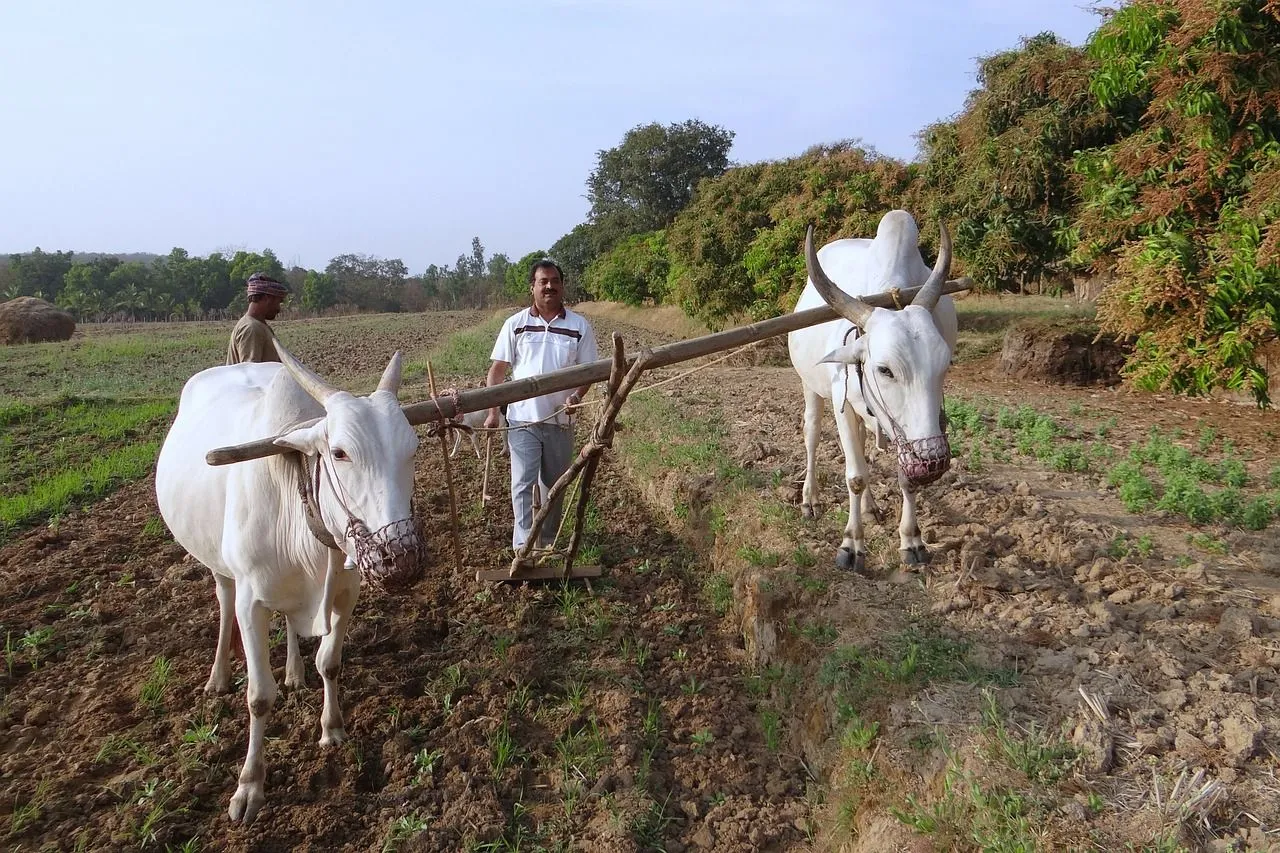 ox-plough-253410_1280.jpg