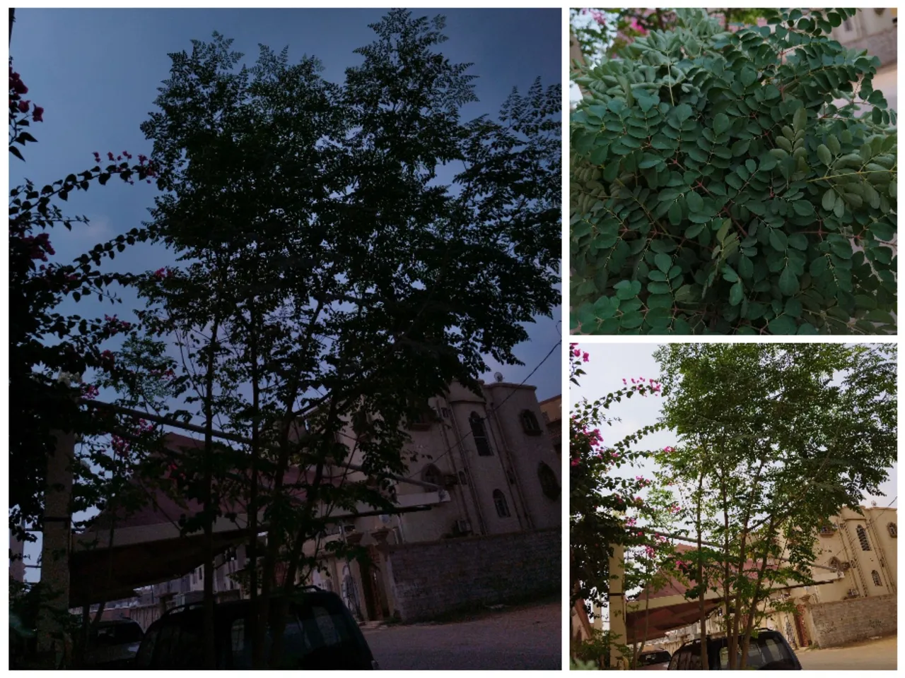 Collage_20240331_234146.jpg
