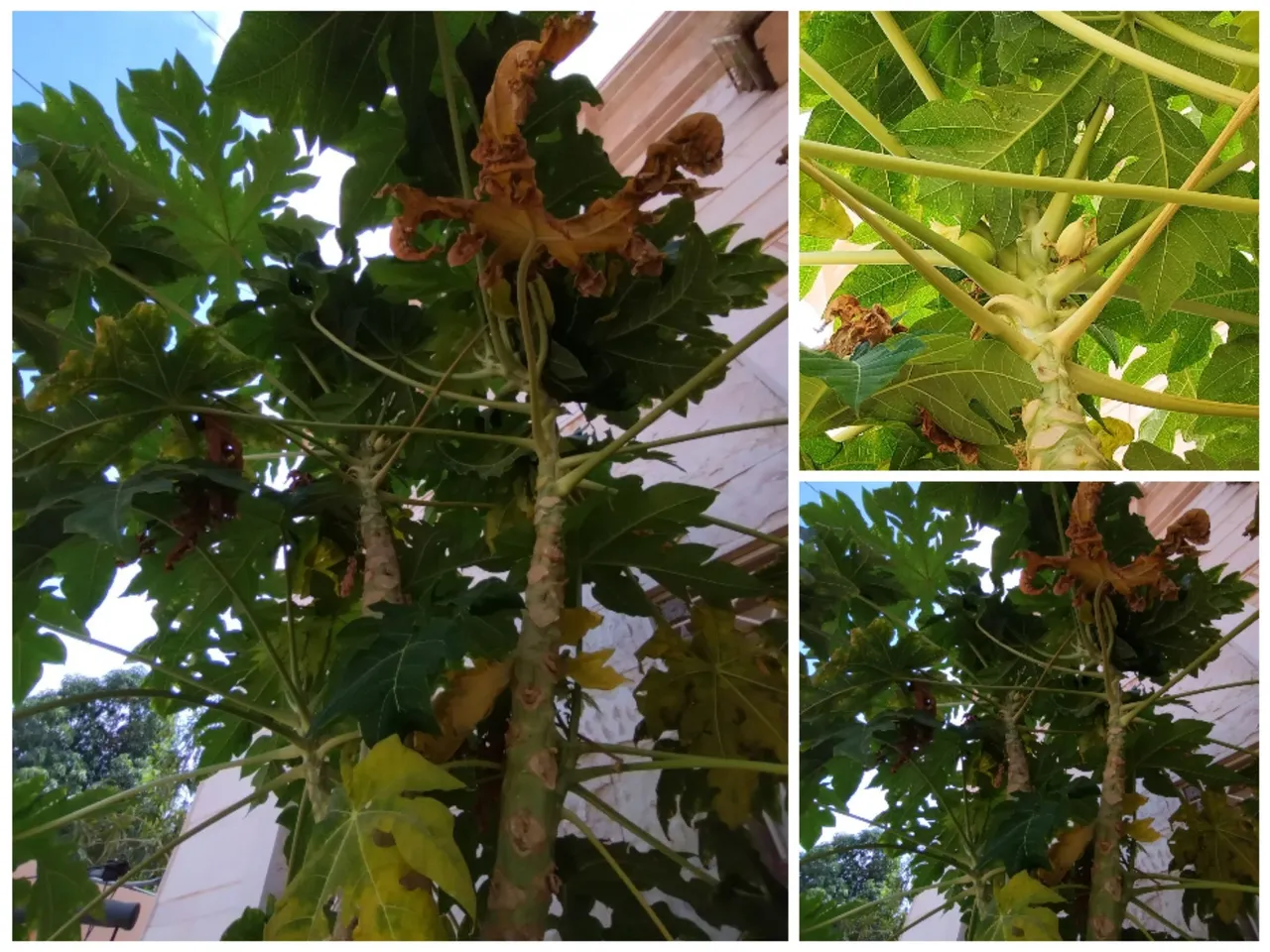 Collage_20240331_233740.jpg