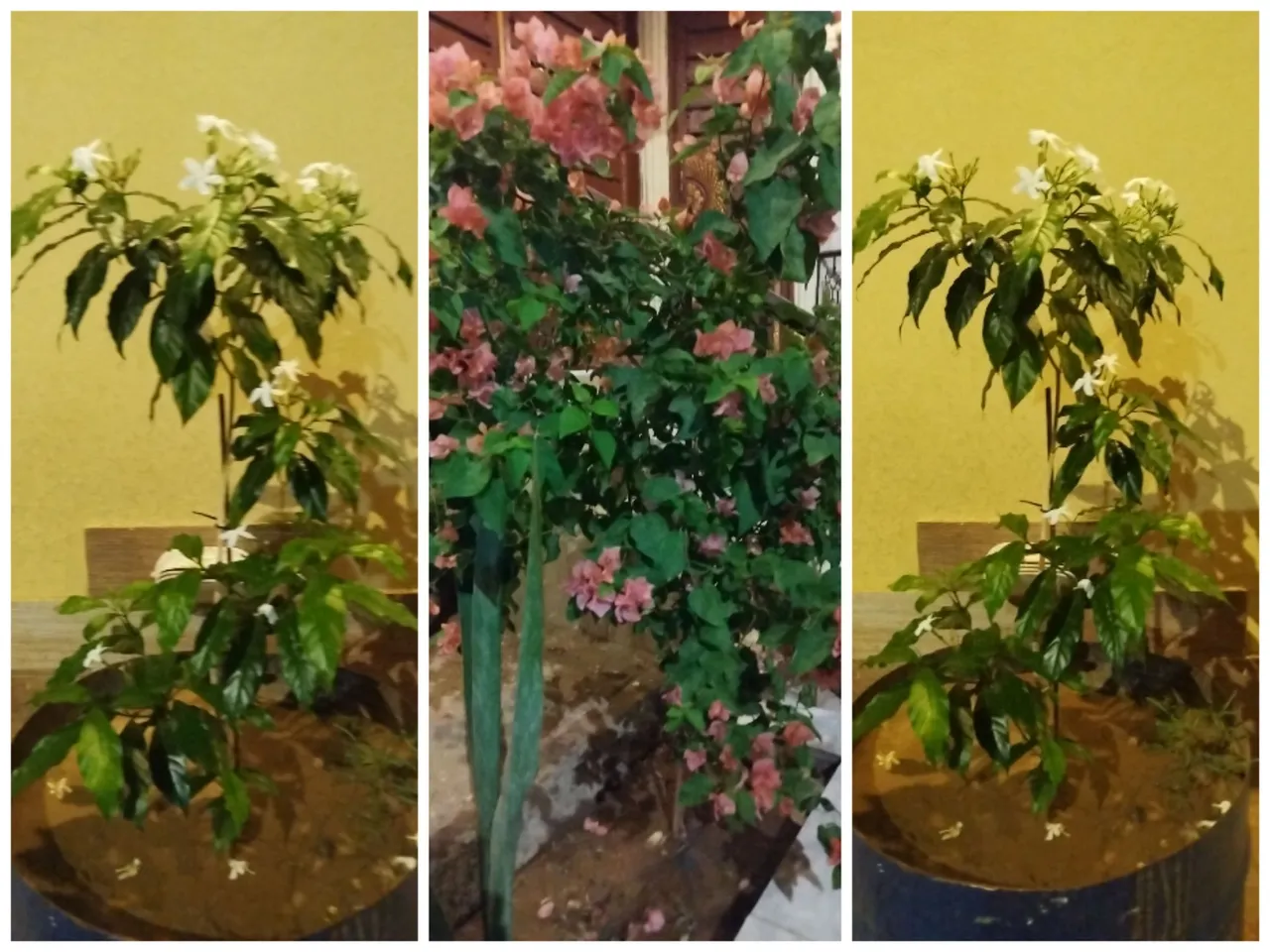 Collage_20240331_234609.jpg
