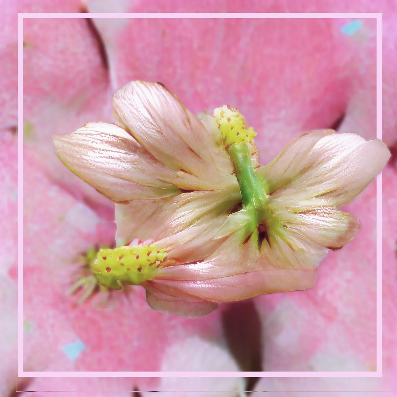 florecita.png