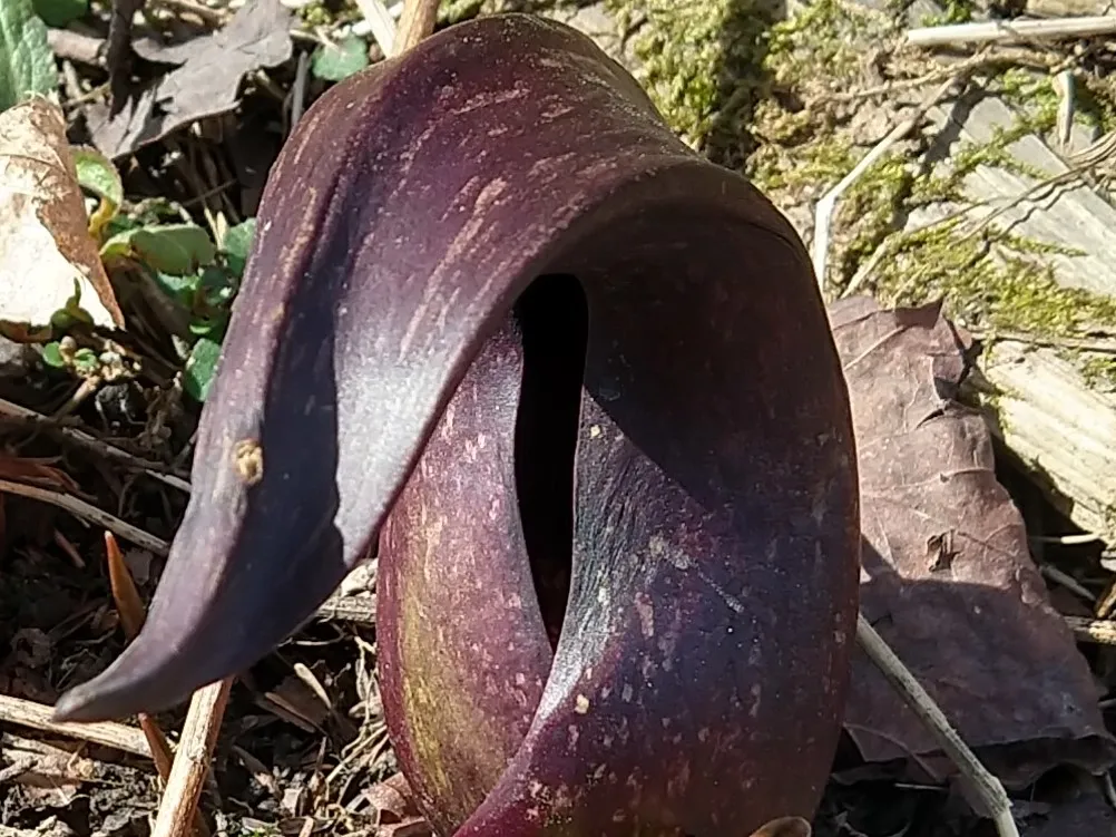 skunk cabbage 1.jpg