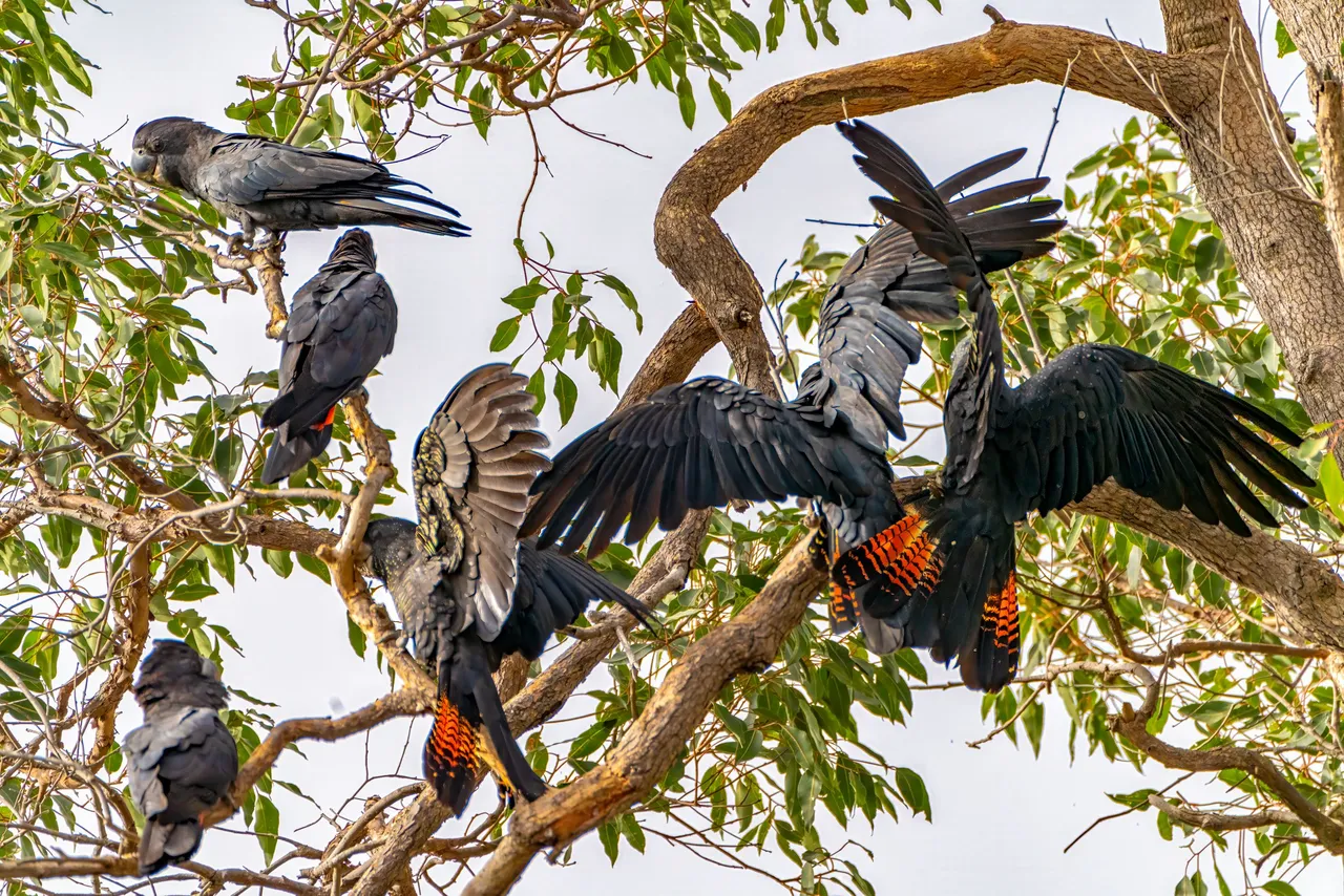 black-cockatoos-3.jpg