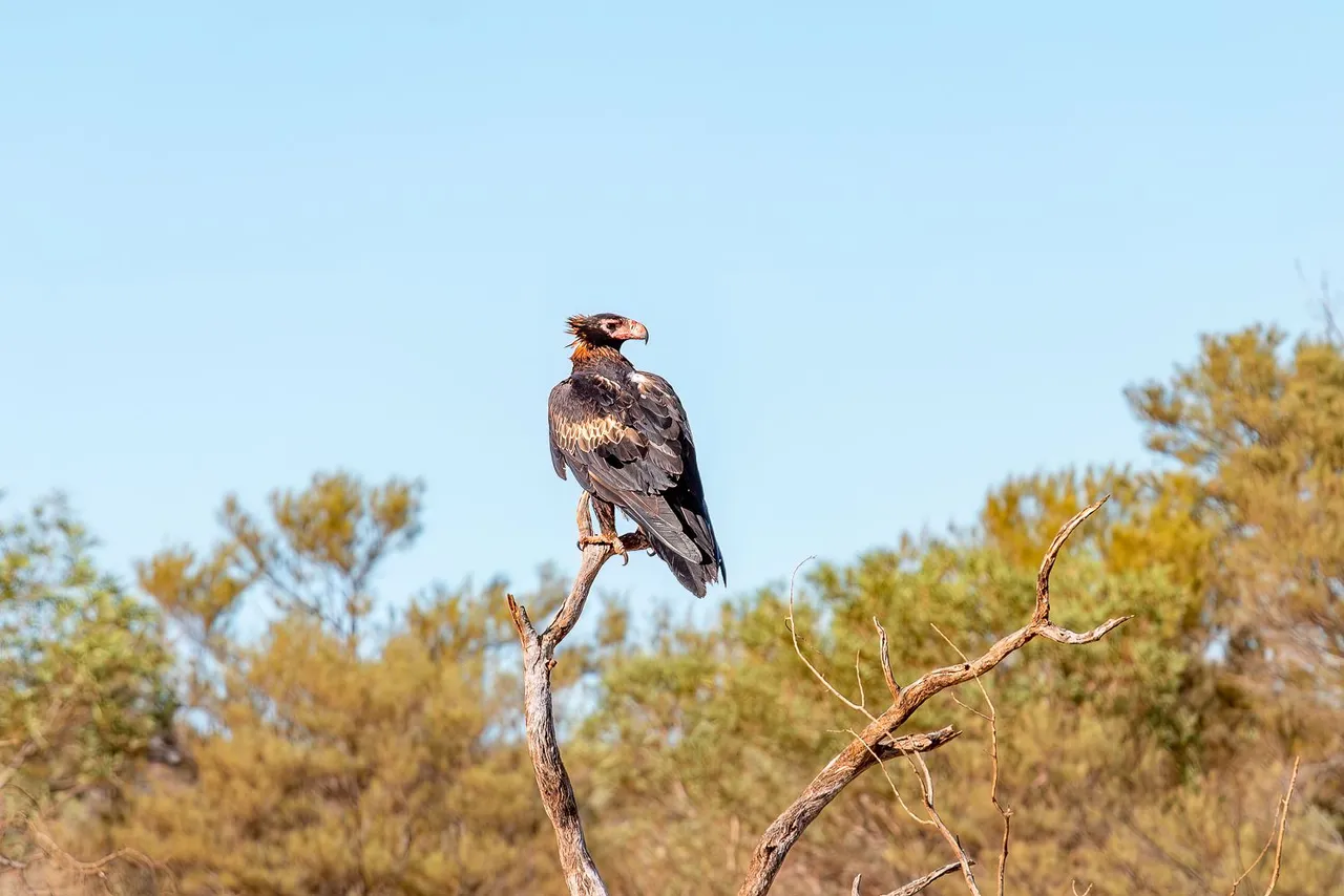 wedge-tail.jpg